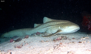 Maldives 2021 - Requin leopard - Leopard shark - Stegostoma fasciatum - DSC00768_rc
